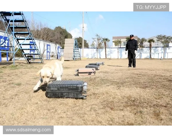 邓伯什与海牙荷兰杯激烈冲突引发球迷暴乱 警方出动警犬维持秩序